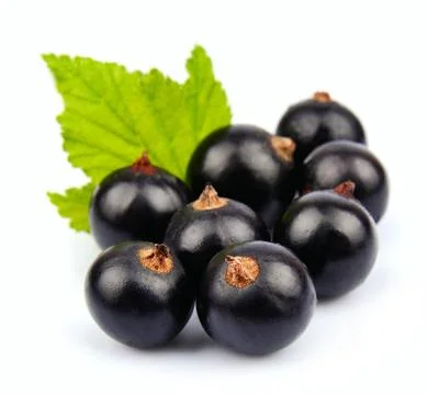 Black currant Stock Photos