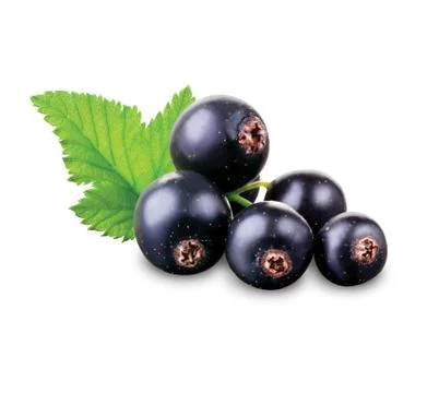 Black currant Stock Photos