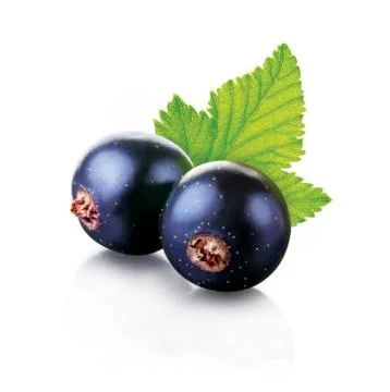 Black currant Foto stock
