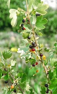 Black currant Stock Photos