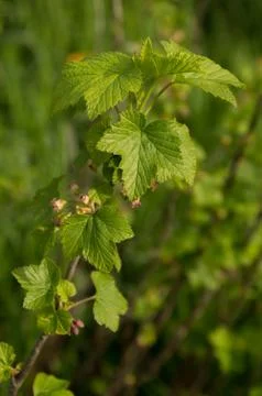 Black currant Ribes flowers in spring closeup 스톡 사진