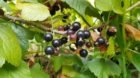 Black currant ripens on a bush Stock Footage 103525769