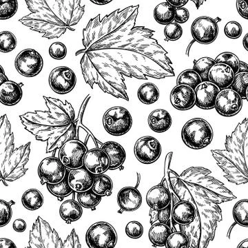 Black currant seamless pattern. Vector drawing. Isolated berry branch sketch on Stock Illustration