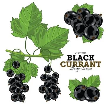 Black Currant Set, Vector. Stock Illustration