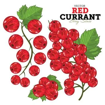 Black Currant Set, Vector. Stock Illustration
