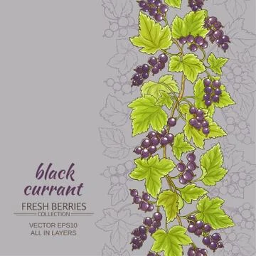 Black currant  vector background Stock Illustration