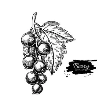 Black currant vector drawing. Isolated berry branch sketch on wh Stock Illustration