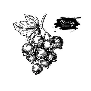 Black currant vector drawing. Isolated berry branch sketch on wh Stock Illustration