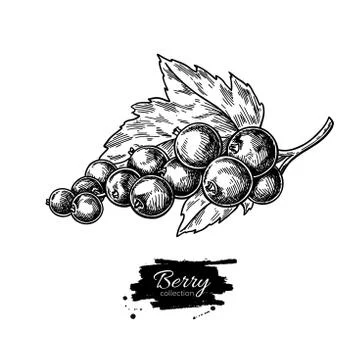 Black currant vector drawing. Isolated berry branch sketch on wh Stock Illustration