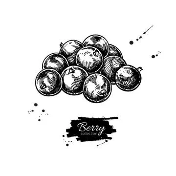 Black currant vector drawing. Isolated berry branch sketch on wh Stock Illustration