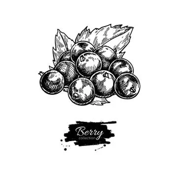 Black currant vector drawing. Isolated berry branch sketch on wh Stock Illustration