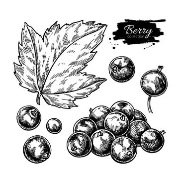 Black currant vector drawing. Isolated berry branch sketch on wh Stock Illustration