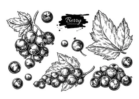 Black currant vector drawing. Isolated berry branch sketch on wh Stock Illustration