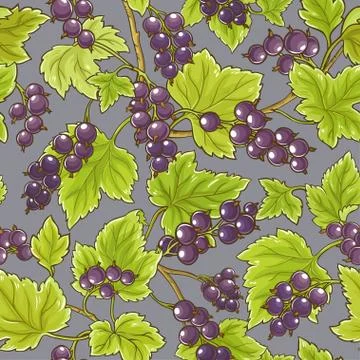 Black currant  vector pattern Stock Illustration