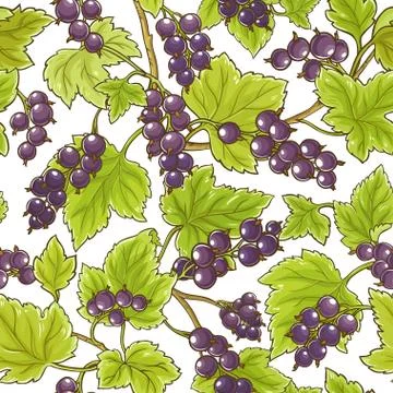 Black currant vector pattern Stock Illustration