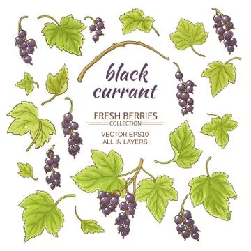 Black currant vector set Stock Illustration