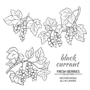 Black currant vector set Illustrazione stock