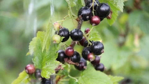 Black currant water Stock Footage 76860626