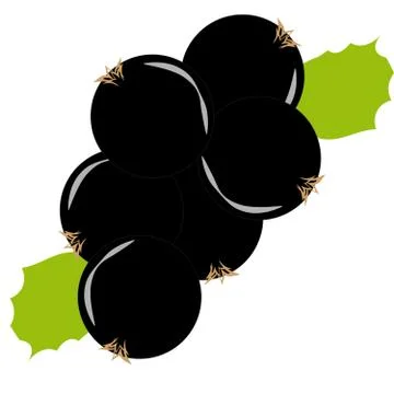 Black currant on white background Stock Illustration