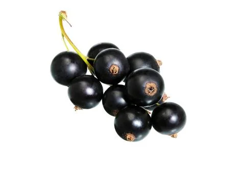 Black currant on white. Stock Photos