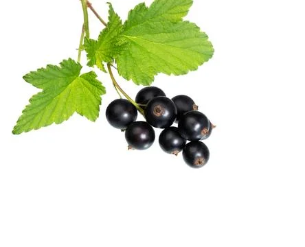 Black currant on white. Stock Photos