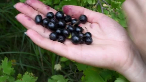 Black currant in woman's hand , summer harvest,vitamins. Horizontal 4k footage Stock Footage 247131794