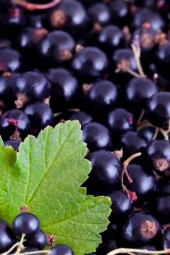 Black currants background Stock Photos
