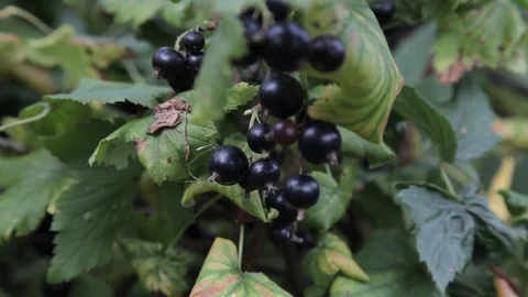 Black currants on the Bush Stock-Footage 71712822