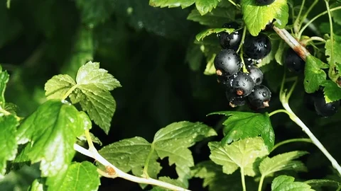 Black currants in the garden Stock Footage 113324946