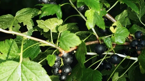 Black currants in the garden Video stock 113325092