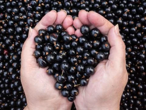 Black Currants in hands Stock Photos