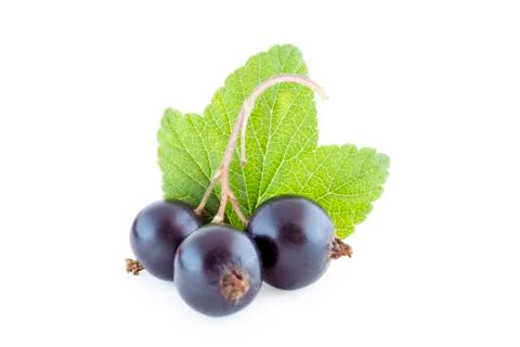 Black currants isolated Stock Photos