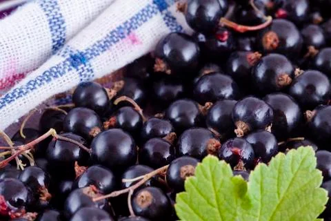 Black currants in the kitchen Stock Photos