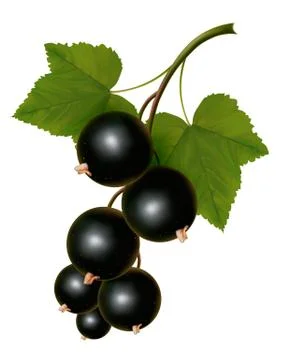 Black currants with leaves. vector Stock Illustration