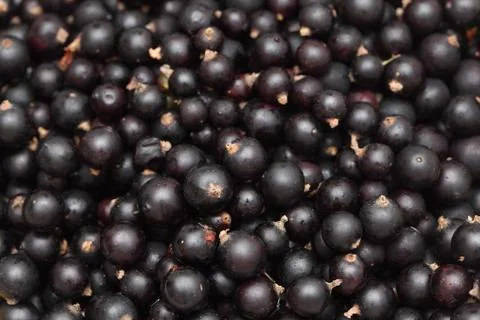 Black currants Stock Photos