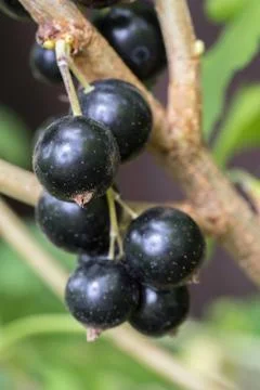 Black currants Stock Photos