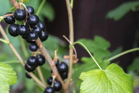 Black currants Stock Photos