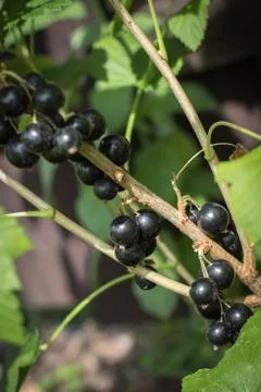Black currants Stock Photos