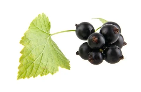 Black currants Stock Photos