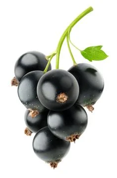 Black currants Stock Photos