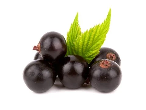 Black currants Stock Photos