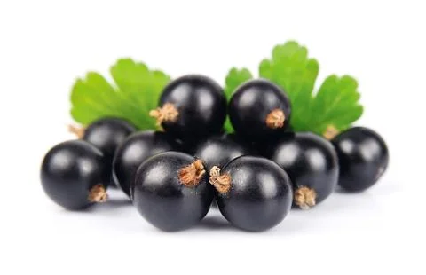 Black currants Stock Photos