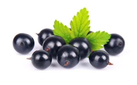 Black currants Stock Photos