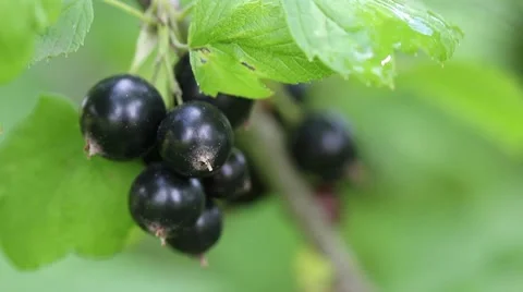 Black currants in the rain Stock Footage 7905159