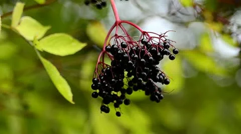 Black Current Fruit Video stock 12556073