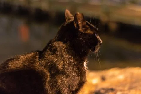A black cute cat looking far away at coast Foto stock