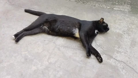 A black cute cat lying and joying on the cement floor 스톡 동영상 315477073