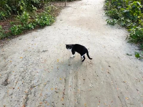A Black Cute Cat on the Path Stock Photos