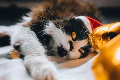 Black cute cat in red hat looking at camera cozy at home. Christmas new year  Stock Photos