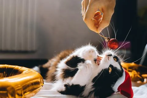 Black cute cat in red hat plays with ball cozy at home. Christmas new year fe Stock Photos